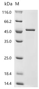 Recombinant Mouse Granzyme A (Gzma)