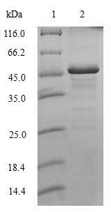 Recombinant Human Histone H1.0 (H1-0)