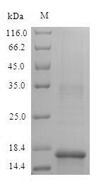 Recombinant Mouse Hemoglobin subunit alpha (Hba)