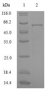 Recombinant Saccharomyces cerevisiae Hexokinase-1 (HXK1), partial