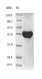 Recombinant Human HLA class I histocompatibility antigen, alpha chain G (HLA-G)