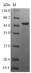 Recombinant Human HLA class I histocompatibility antigen, alpha chain G (HLA-G)