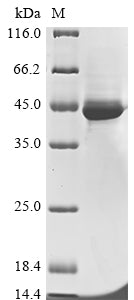 Recombinant Human HLA class I histocompatibility antigen, alpha chain G (HLA-G)