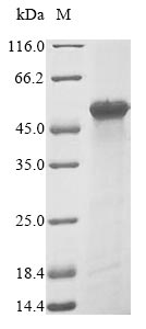 Recombinant Human Heterogeneous nuclear ribonucleoprotein A3 (HNRNPA3)