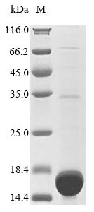 Recombinant Rat Heparanase (Hpse), partial