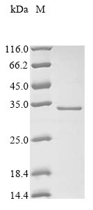 Recombinant Human 3 beta-hydroxysteroid dehydrogenase/Delta 5--4-isomerase type 1 (HSD3B1), partial