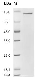 Recombinant Rat Heat shock protein HSP 90-alpha (Hsp90aa1)