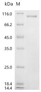 Recombinant Rat Heat shock protein HSP 90-alpha (Hsp90aa1)