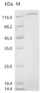 Recombinant Rat Heat shock protein HSP 90-alpha (Hsp90aa1)