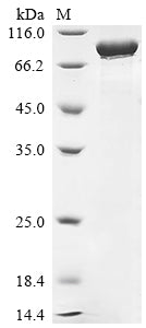 Recombinant Human 78 kDa glucose-regulated protein (HSPA5)