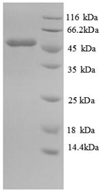 Recombinant Mouse Isocitrate dehydrogenase [NADP] Cytoplasmic domain (Idh1), partial