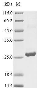 Recombinant Human Interferon alpha-6 (IFNA6)