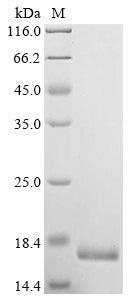 Recombinant Bovine Insulin-like growth factor II (IGF2)