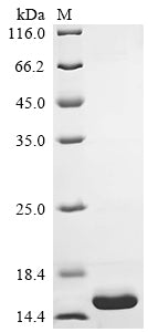 Recombinant Human Immunoglobulin lambda constant 1 (IGLC1)