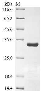 Recombinant Human Immunoglobulin lambda constant 1 (IGLC1)