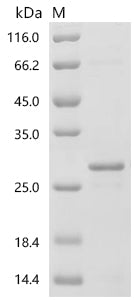 Recombinant Human Interleukin-10 (IL10)