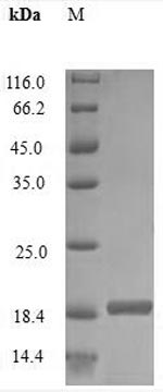 Recombinant Rabbit Interleukin-2 (IL2)