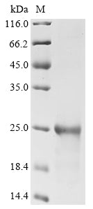 Recombinant Dog Interleukin-33 (IL33), partial