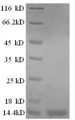 Recombinant Sheep Interleukin-8 (IL8)