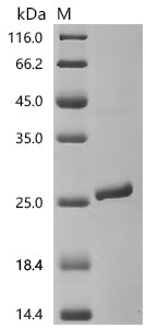 Recombinant Human Integrin alpha-L (ITGAL), partial