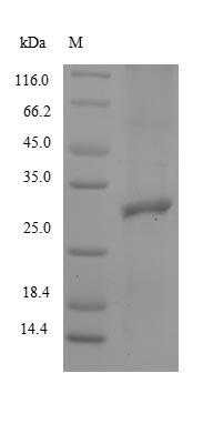 Recombinant Rabbit Integrin beta-8 (ITGB8), partial