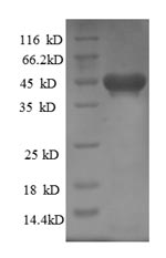 Recombinant Rat Kinesin-like protein KIF1C (Kif1c)