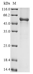Recombinant Human Keratin, type I cuticular Ha4 (KRT34)