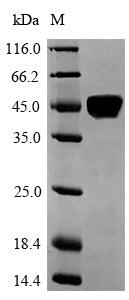 Recombinant Human Laminin subunit alpha-5 (LAMA5), partial
