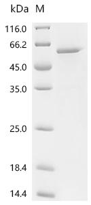 Recombinant Human Leucine-rich repeat-containing G-protein coupled receptor 5 (LGR5), partial, Biotinylated
