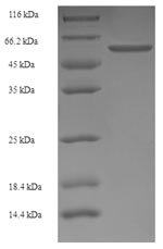 Recombinant Rat Lutropin-choriogonadotropic hormone receptor (Lhcgr), partial