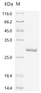 Recombinant Human Leucine-rich PPR motif-containing protein, mitochondrial (LRPPRC), partial