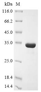 Recombinant Mouse Microtubule-associated protein 1S (Map1s), partial