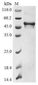 Recombinant Human Microtubule-associated protein tau（MAPT)