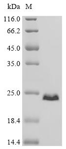 Recombinant Human Myristoylated alanine-rich C-kinase substrate (MARCKS), partial