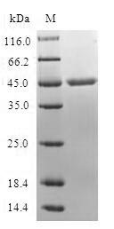Recombinant Human MARCKS-related protein (MARCKSL1)