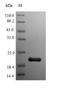 Recombinant Mouse Myoglobin (Mb)