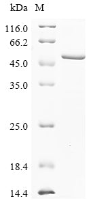 Recombinant Xenopus laevis Matrix metalloproteinase-21 (mmp21)