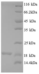 Recombinant Human 39S ribosomal protein L54, mitochondrial (MRPL54)