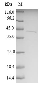 Recombinant Human 28S ribosomal protein S6, mitochondrial (MRPS6)