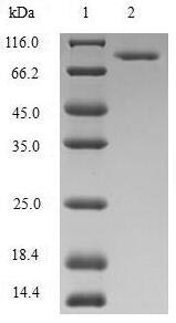 Recombinant Human Methylenetetrahydrofolate reductase (NADPH) (MTHFR)