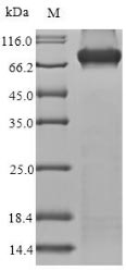Recombinant Human Methylmalonyl-CoA mutase, mitochondrial (MMUT)