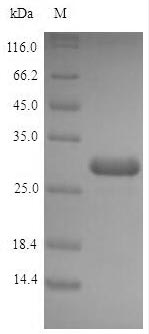 Recombinant Escherichia coli Acyl carrier protein (acpP)