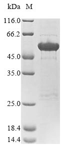 Recombinant Human Neurofilament medium polypeptide (NEFM), partial