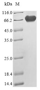 Recombinant Human Merlin (NF2)