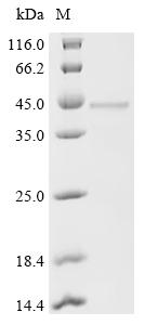 Recombinant Human Nidogen-1 (NID1) (R1085A,Y1152A,W1168A,R1194A,Y1196A), partial