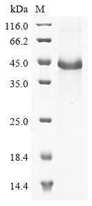 Recombinant Mouse Nidogen-2 (Nid2), partial