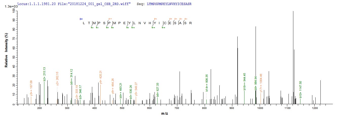 Recombinant Human Nuclear receptor subfamily 2 group C member 2 (Nr2c2), partial