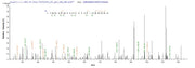 Recombinant Human Nuclear receptor subfamily 2 group C member 2 (Nr2c2), partial