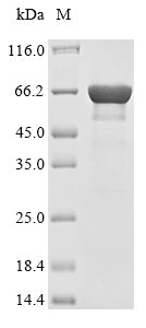 Recombinant Mouse Nuclear receptor subfamily 5 group A member 2 (Nr5a2)