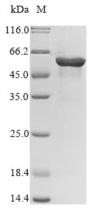 Recombinant Human Paired box protein Pax-8 (PAX8)